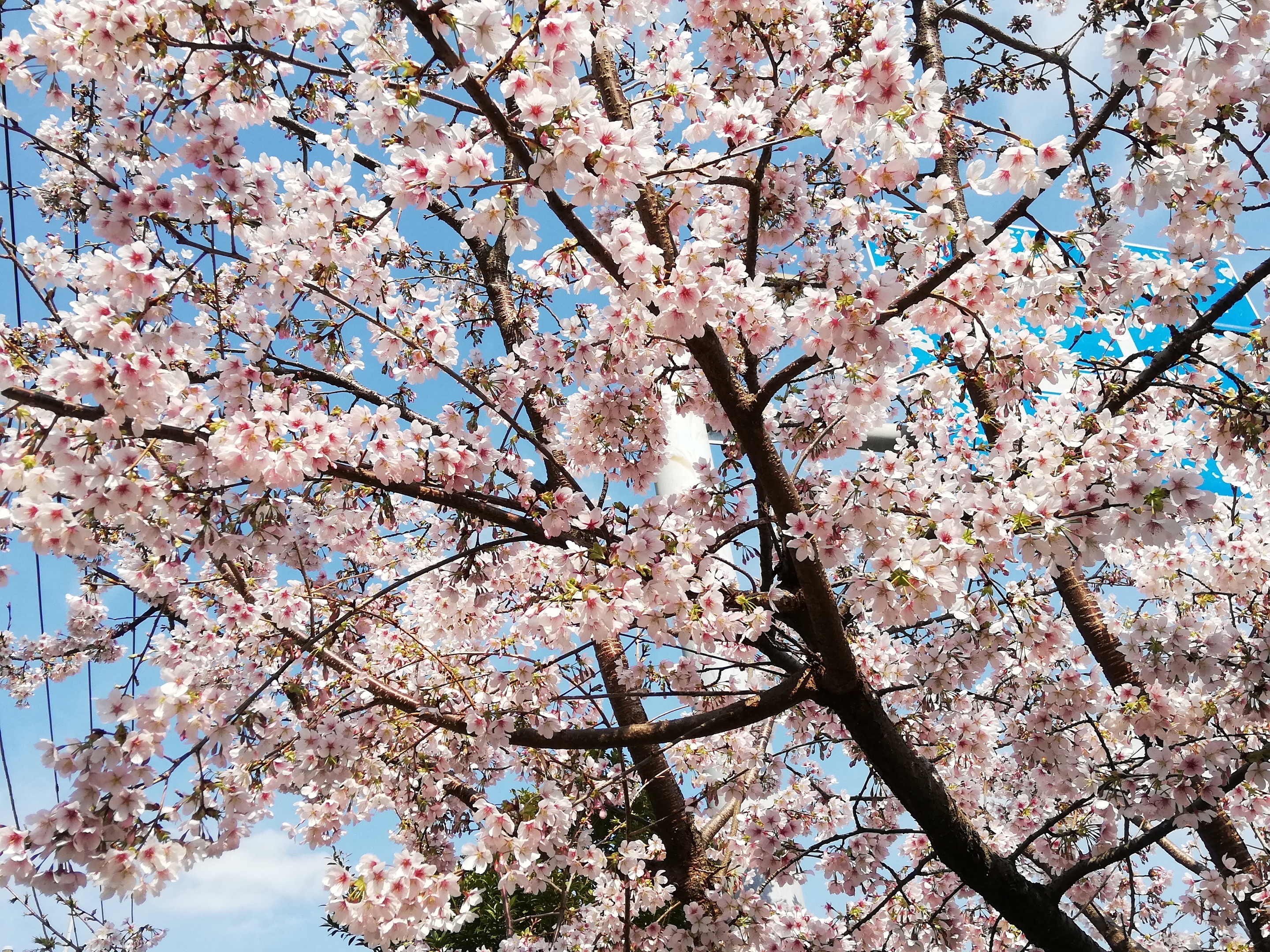 玉縄桜